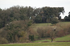 Cigogne blanche