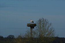 Cigognes Blanches