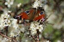 Prunellier et paon du jour