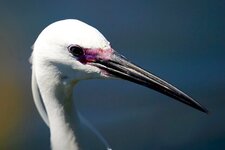 Aigrette garzette