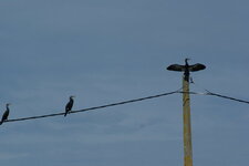 Grand cormoran