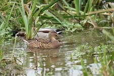 Canards colvert