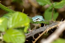 Rainette bleue