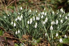 Perce-neige