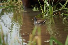 Gallinule poule d