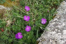 Géranium sanguin