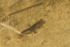 Triton ponctué