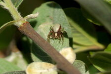 Arachnide sp.