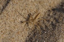 Tibellus maritimus