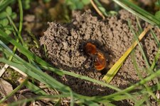 Andrena fulva