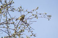 Mésange bleue 
