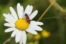 Clairon des abeilles