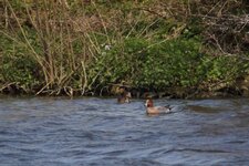 Canard siffleur 