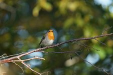Rouge-gorge