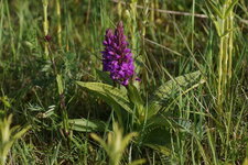 Orchis mascula