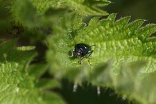 Chrysomèle sp.