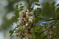 Faux-acacia