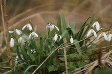 Perce-neige