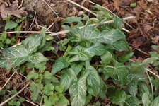Arum sp.