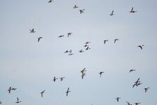 Volée de Canards souchet