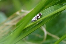 Ethmia quadrillella - sous réserve