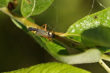 Rhabdomiris striatellus