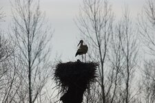 Cigognes aux nid