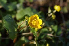 Fleur de Populage des marais