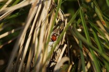Coccinelle à 7 points