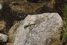 LEZARD