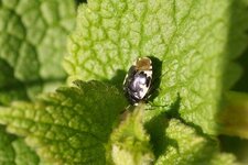 Tritomegas bicolor