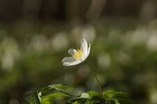 Anémone des bois