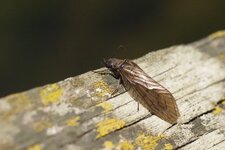 Sisyra nigra