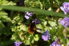 Bombyle bichon sur fleur de Lierre terrestre