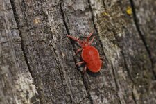Trombidion soyeux