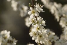 Fleurs de Prunellier