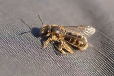 Halictus sp. ou Lassioglossum sp.
