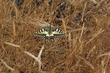MACHAON