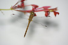 LIBELLULE