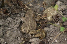 Crapaud calamite