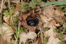 Timarcha tenebricosa