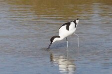 Avocette élégante