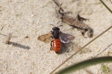 Sphecodes sp.