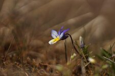 Violette de Curtis