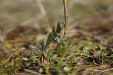 Myosotis sp.