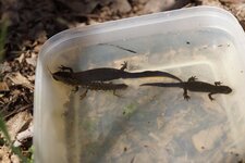 Trio de Tritons