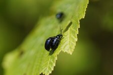 Copulât de Chrysomèle sur un noisetier