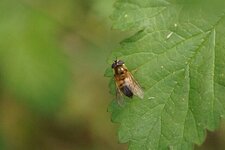 Epistrophe eligans