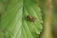 Syrphus sp.