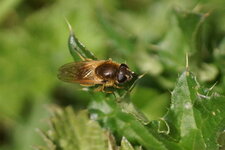 Syrphe sp.
